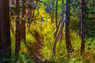 Trail in the forest-9356.jpg